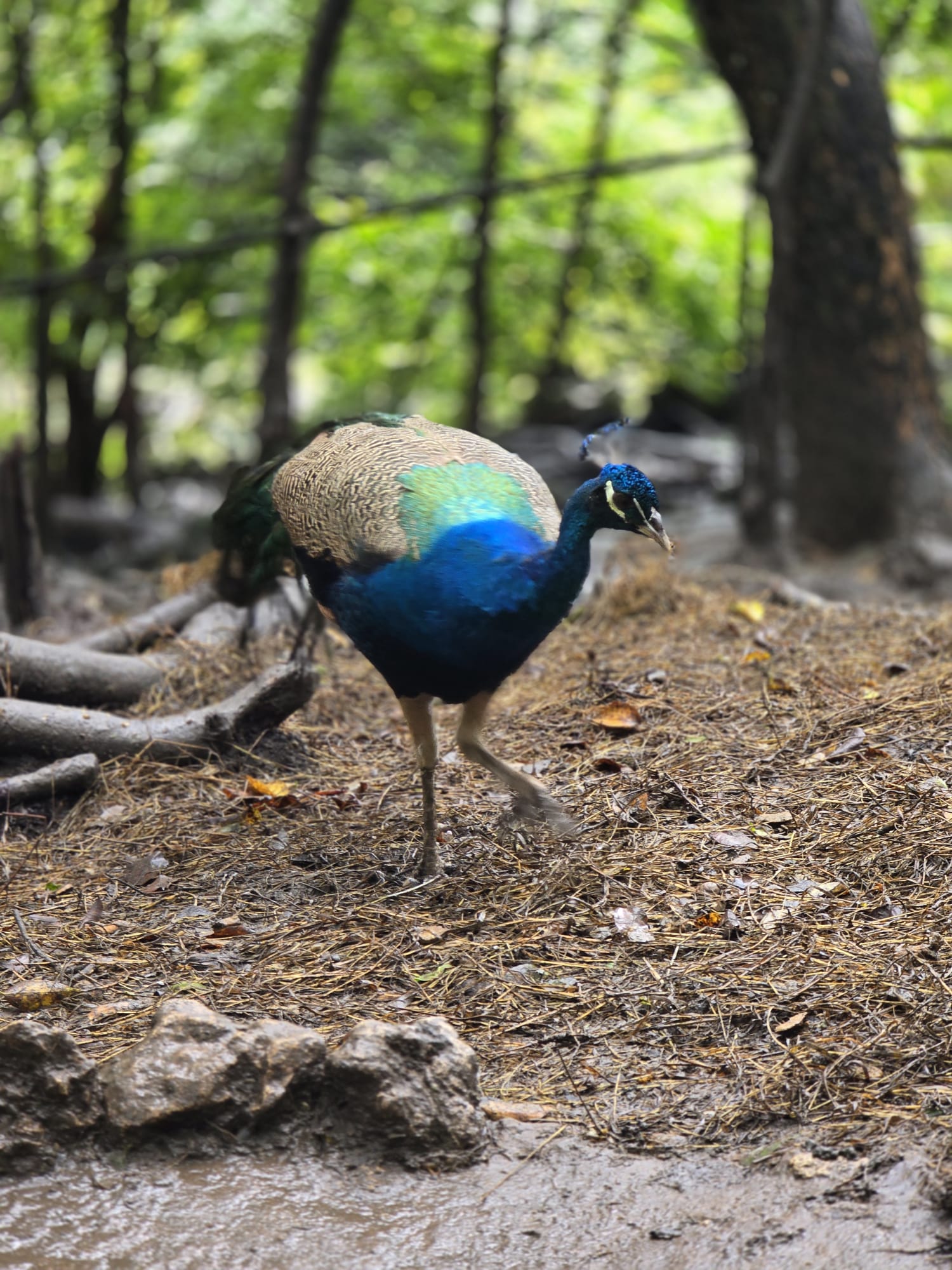 Male peacock seen on a Unique Chauffeurs Barbados sightseeing tour