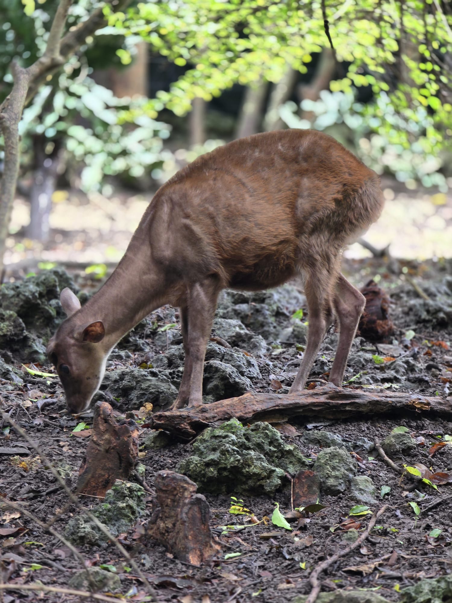 Brown deer at a Barbados wildlife reserve sightseeing stop